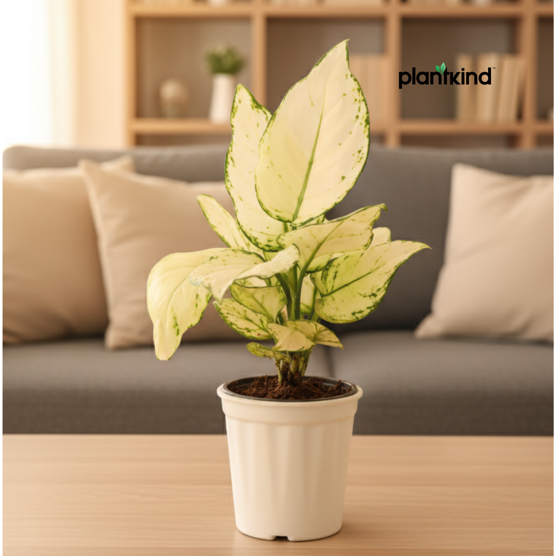 Aglaonema Super White Plant | Indoor Foliage Plant | 1 Live Plant|Small