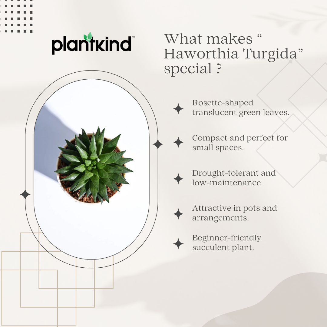 Haworthia Turgida | Succulent Plants | Indoor Plants | 1 Live Plant