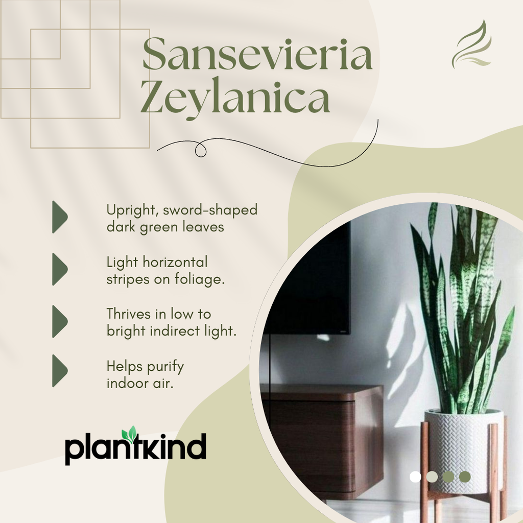 Sansevieria Zeylanica - XL