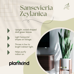 Sansevieria Zeylanica - XL