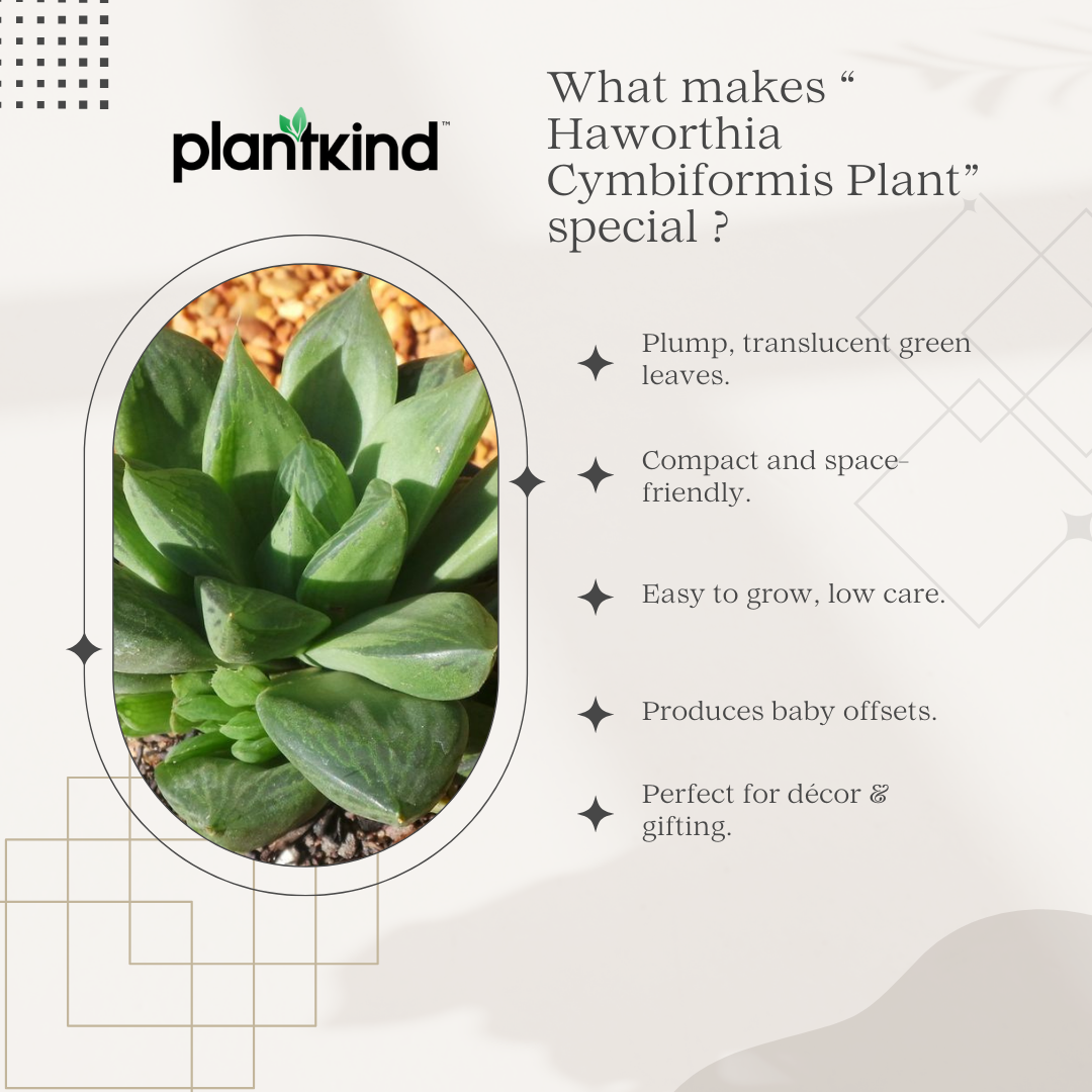 Haworthia Cymbiformis Plant | Indoor Plant | 1 Live Plant