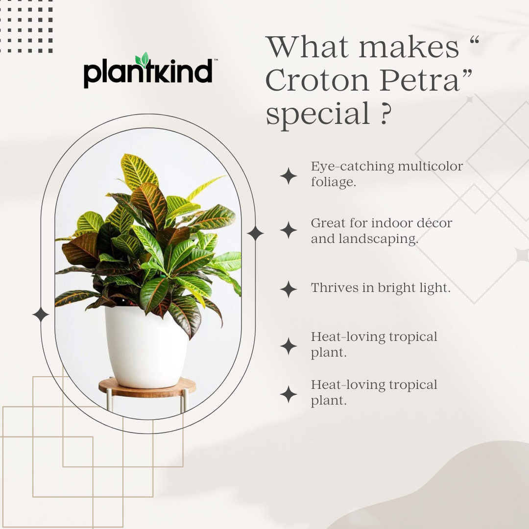Croton Petra | Indoor Plant | 1 Live Plant
