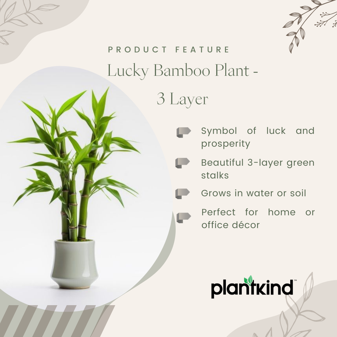 Lucky Bamboo Plant - 3 Layer | Indoor Plants | Low- Maintenance Plant | Pack Of 1