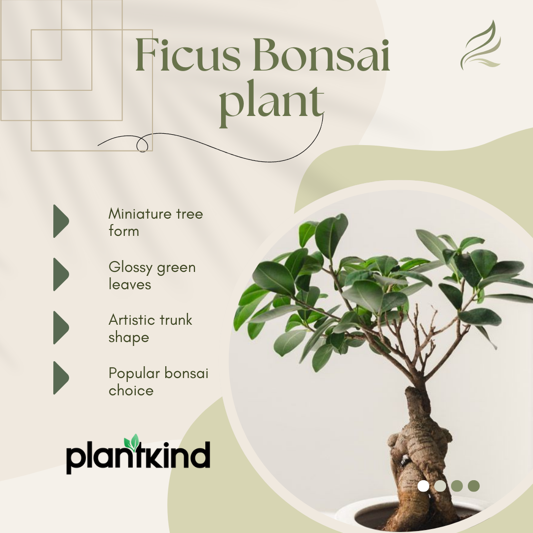 Ficus Bonsai Plant | Bonsai Plant | Indoor Plant | Pack of 1