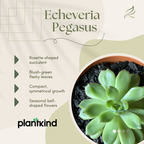 Echeveria Pegasus | Succulent Plant | Indoor Plant | 1 Live Plant