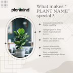 Ficus Lyrata Bambino - Live Indoor Plant