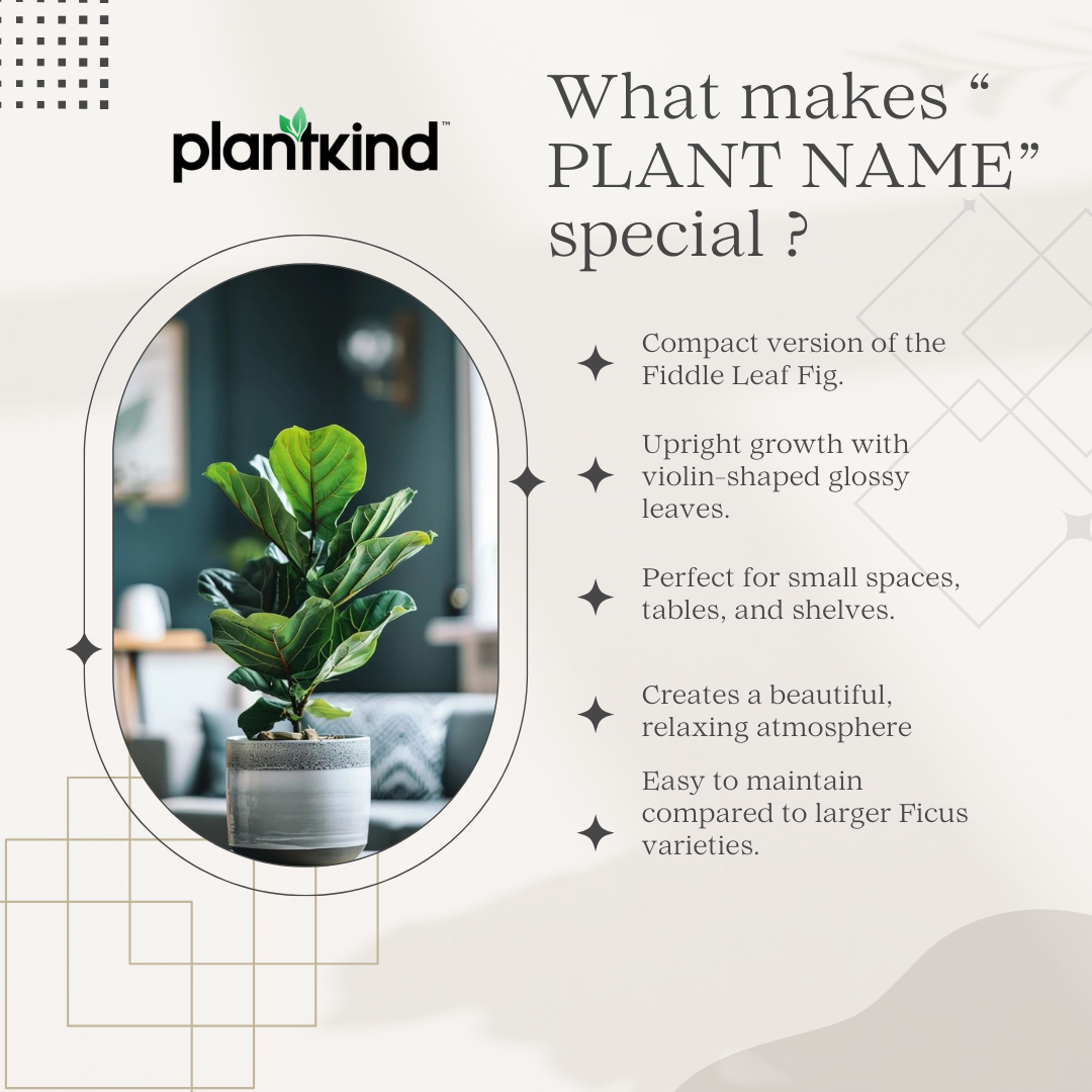 Ficus Lyrata Bambino - Live Indoor Plant