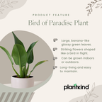 Bird of Paradise Plant - XL Live Plant