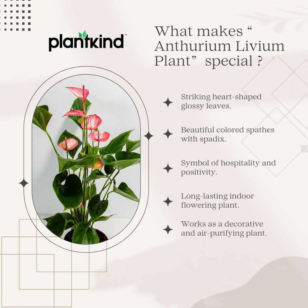 Anthurium Livium Plant | Flowering Plant |  1 Live Plant