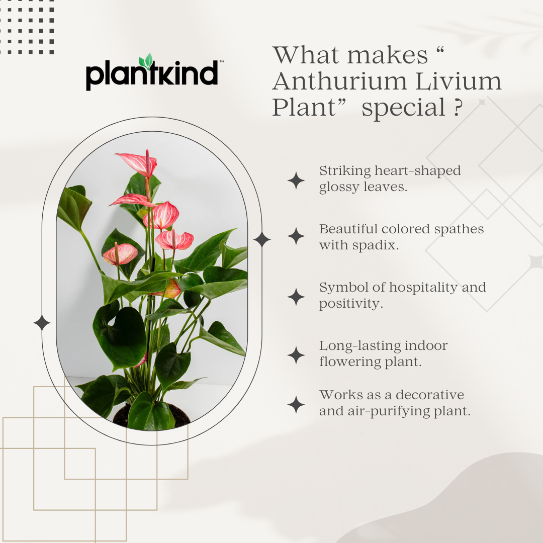 Anthurium Livium Plant | Flowering Plant |  1 Live Plant