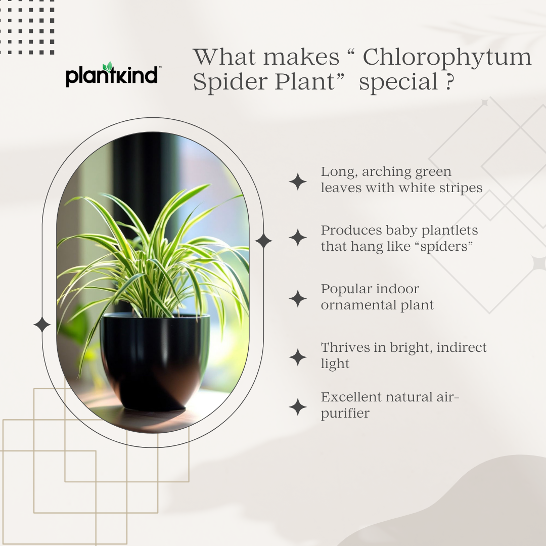 Chlorophytum Spider Plant |Low Maintenance Plant | Indoor Plant | 1 Live Plant | Medium