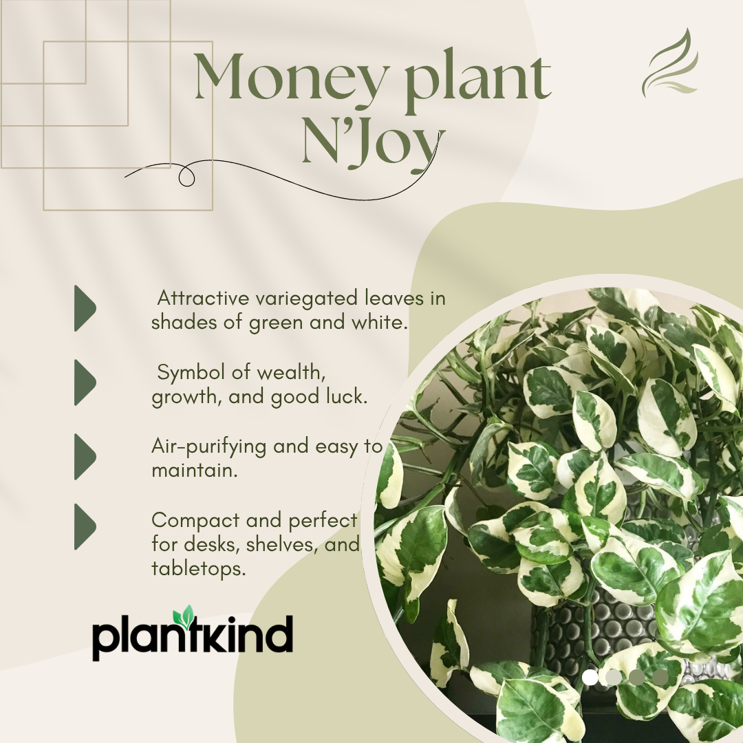 Money Plant N'joy | Indoor Plant | Climbing Plant | 1 Live Plant | Small