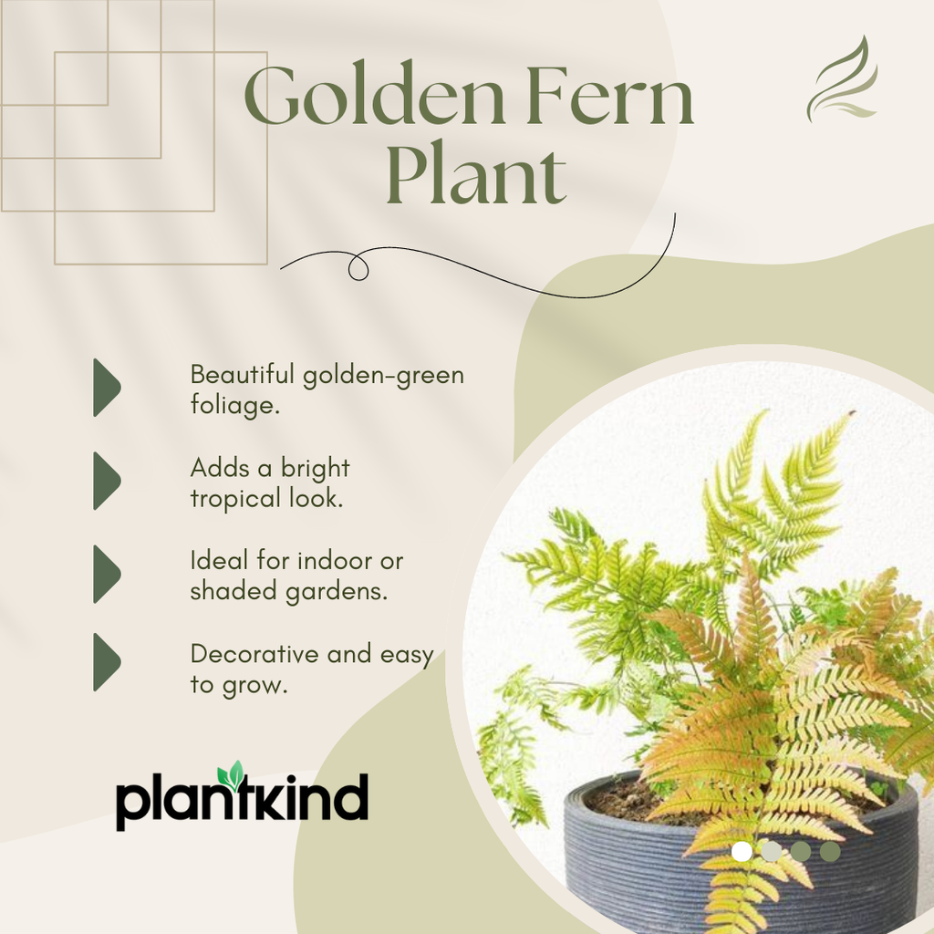 Golden Fern Plant | Indoor Plant | 1 Live Plant