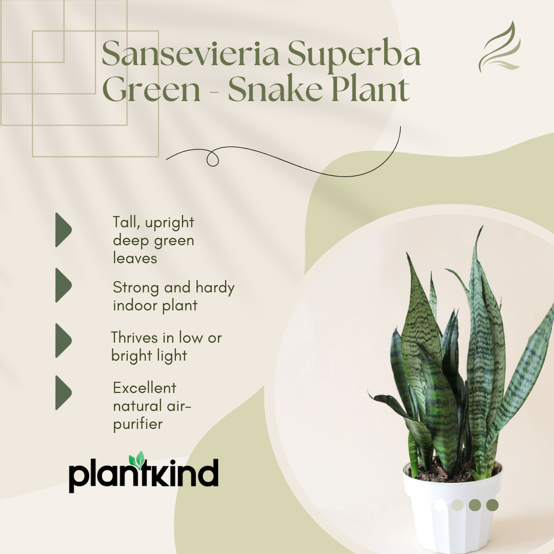 Sansevieria Superba Green - Snake Plant | Air Purifying Plant | Indoor Plant | Pack Of 1