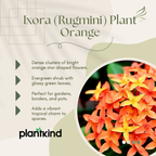 Ixora (Rugmini) Plant - Orange | Flowering Plant |  1 Live Plant