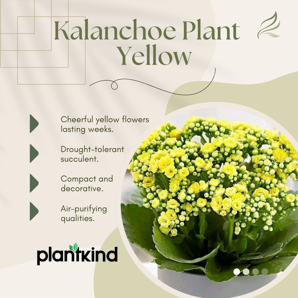 Kalanchoe Plant - Yellow Plant