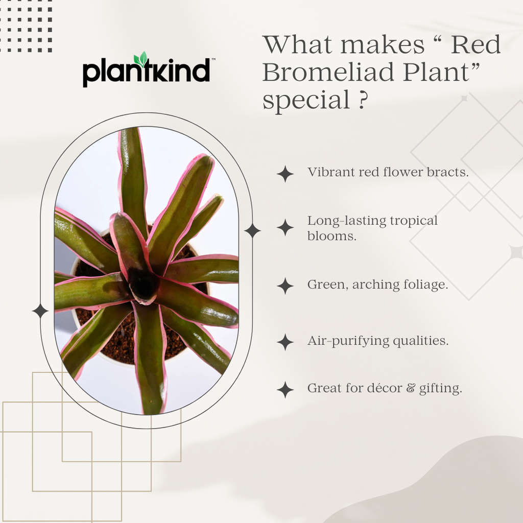 Red Bromeliad Plant | Indoor Ornamental Plant | 1 Live Plant