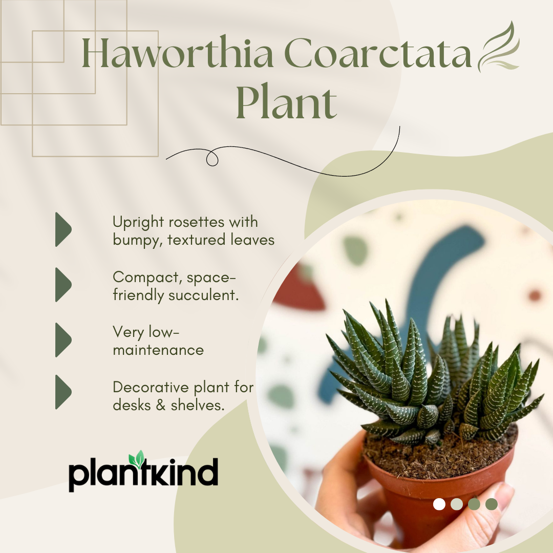 Haworthia Coarctata Plant | Indoor Plant | Succulent Plant | 1 Live Plant