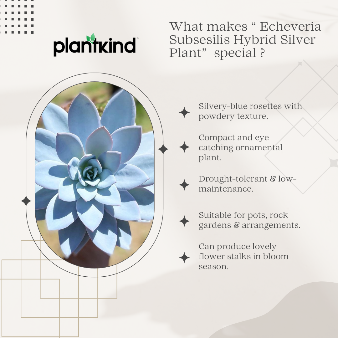 Echeveria Subsesilis Hybrid Silver Plant | Succulent Plant | Indoor Plant | Pack Of 1