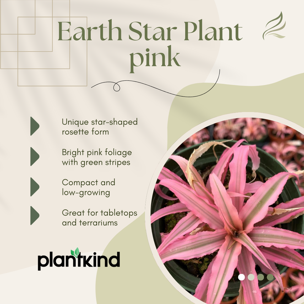 Earth Star Plant - Pink