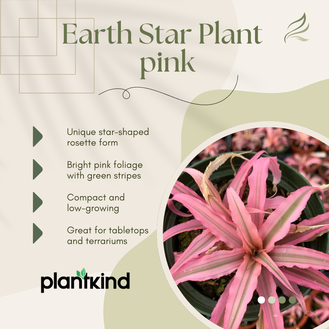 Earth Star Plant - Pink