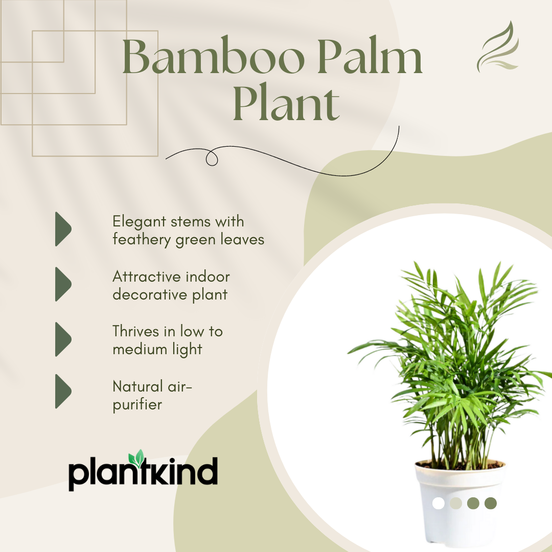 Bamboo Palm Plant | Indoor Plant | Pack Of 1