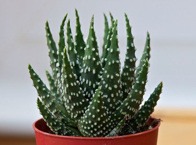Haworthia Coarctata Plant | Indoor Plant | Succulent Plant | 1 Live Plant