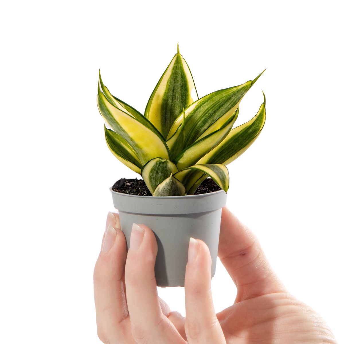 Snake Plant - Golden | Indoor Plant | Pack Of 1