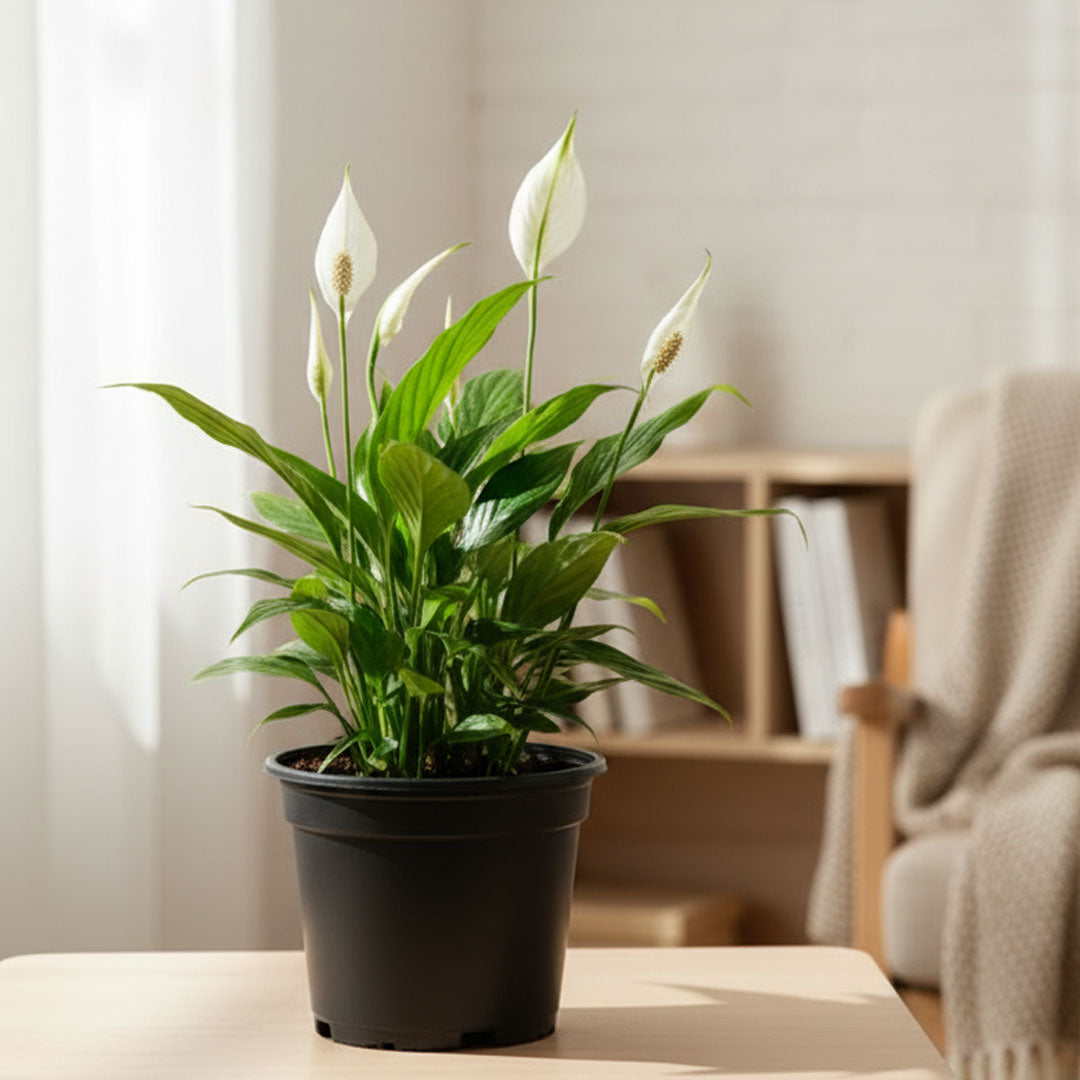 Peace Lily Plant | Indoor Plant | Air Purifier Plant |1 Live Plant with Grow Pot