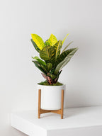 Croton Petra | Indoor Plant | 1 Live Plant