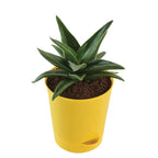 Aloe Vera Mini Plant | Medicinal ANd Ariomatic Plants | 1 Live Plant