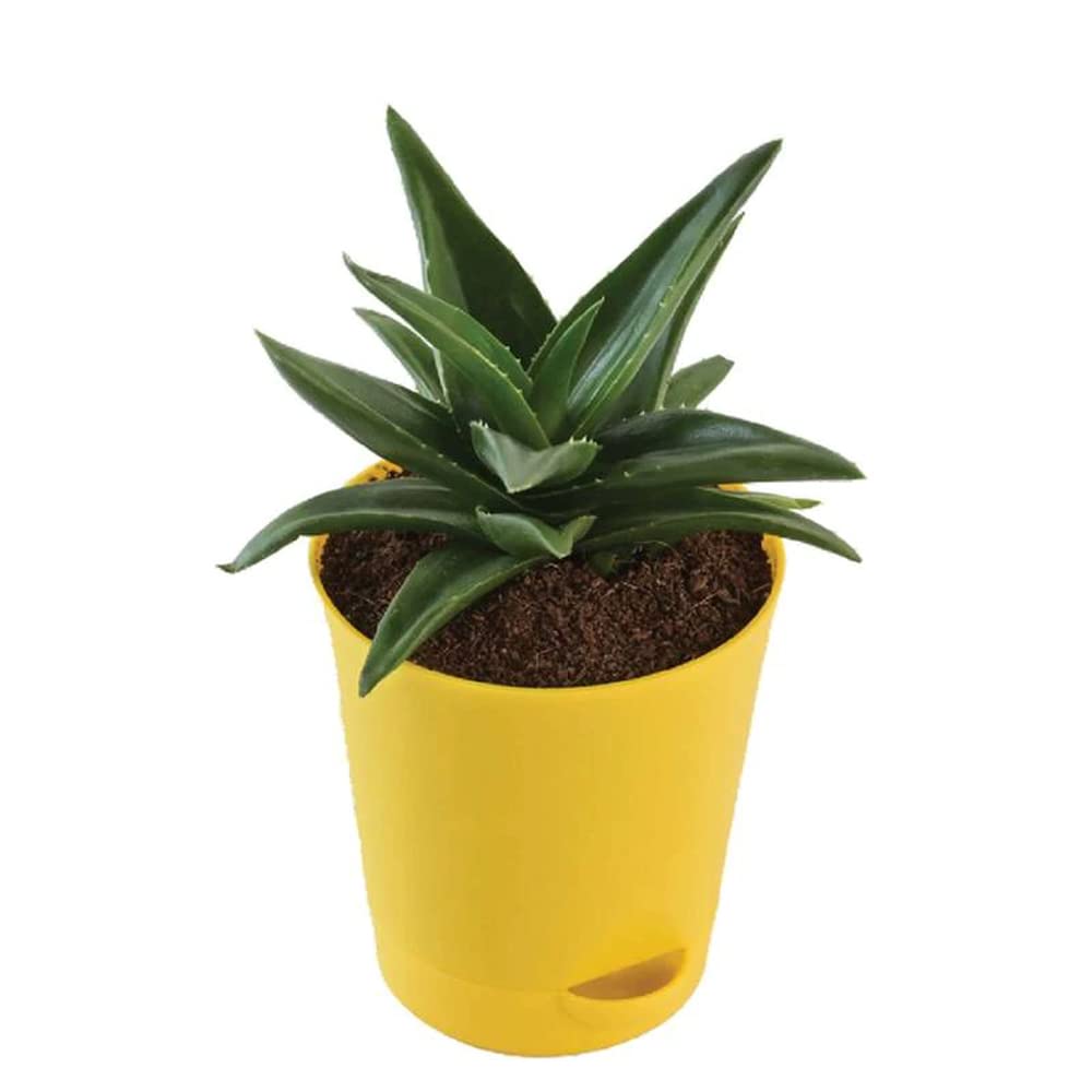 Aloe Vera Mini Plant | Medicinal ANd Ariomatic Plants | 1 Live Plant