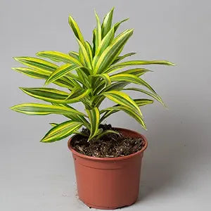 Song Of Jamaica Plant | Air Purifying Plant | Pack Of 1