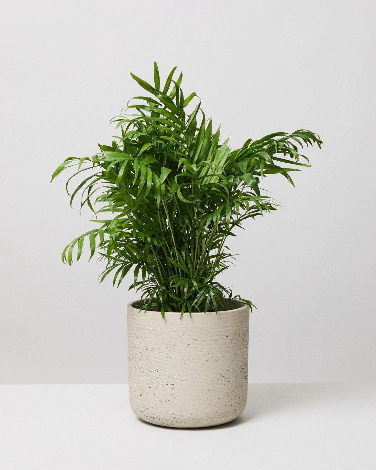 Bamboo Palm Plant | Indoor Plant | Pack Of 1