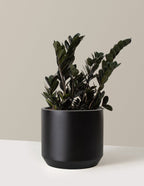 ZZ Black Plant | Zamioculcas zamiifolia ‘Raven’ | Raven ZZ Plant| Indoor Plant | Pack Of 1