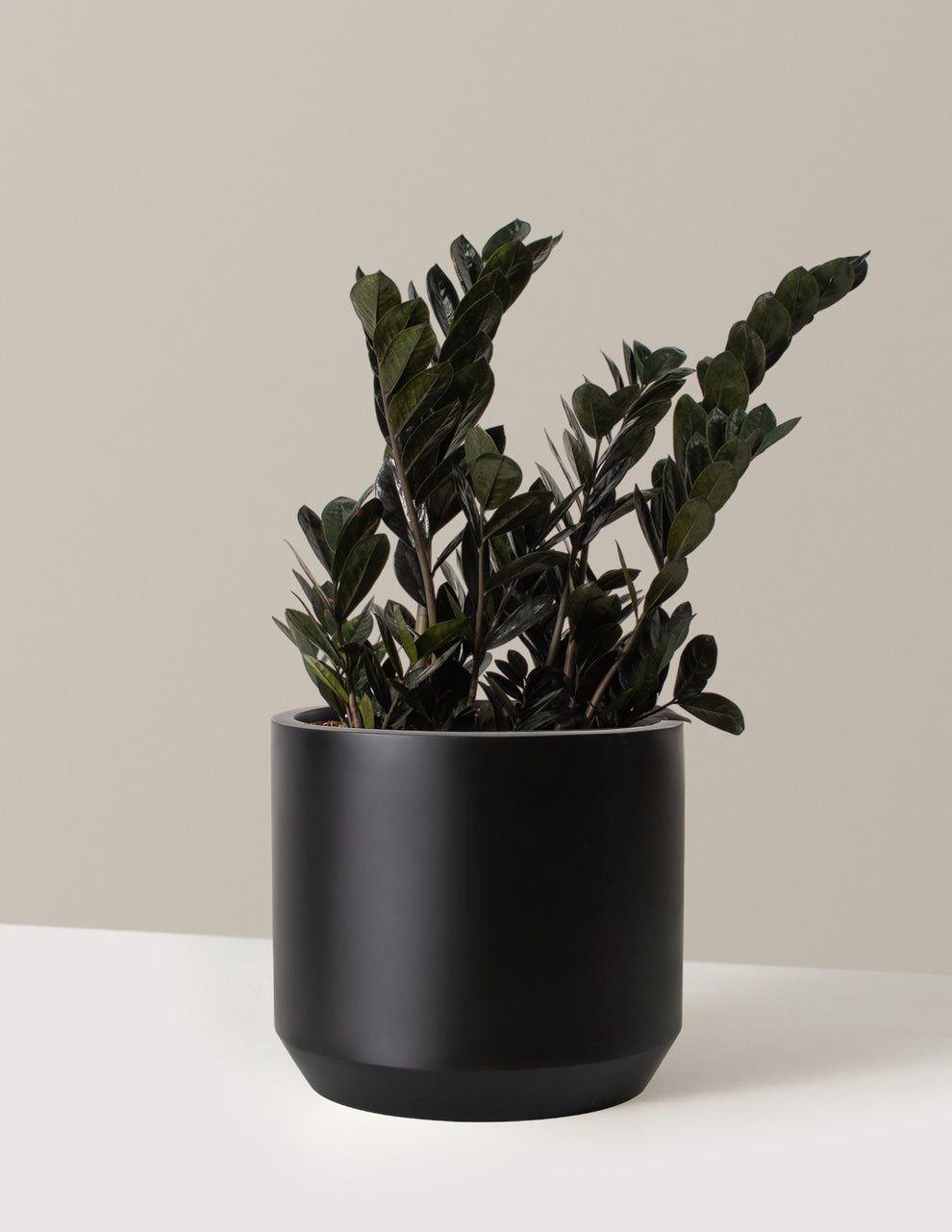 ZZ Black Plant | Zamioculcas zamiifolia ‘Raven’ | Raven ZZ Plant| Indoor Plant | Pack Of 1