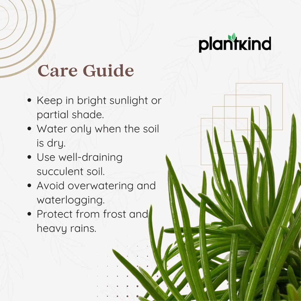 Senecio Himalaya Succulent Plant | Succulent Plant | Indoor Plant | 1 Live Plant