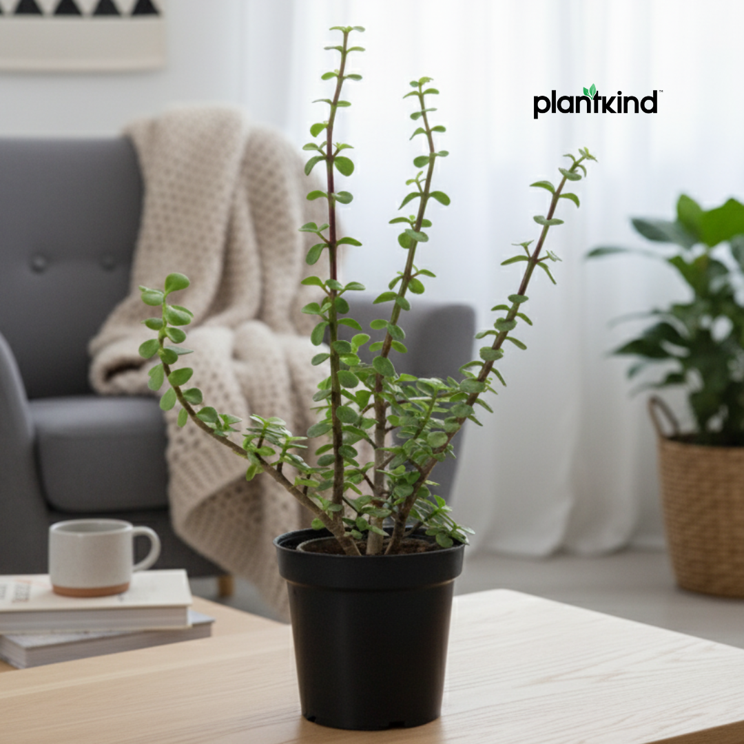 Jade Plant for Home & Office | Low-Maintenance | With Grow Pot