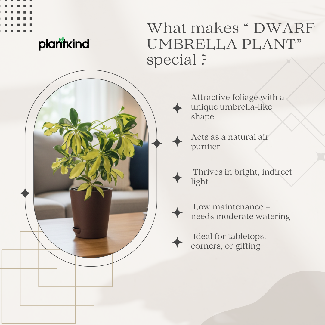 Dwarf Umbrella Tree | Indoor Plant |Low-Maintenance Plant | 1 Live Plant | Medium