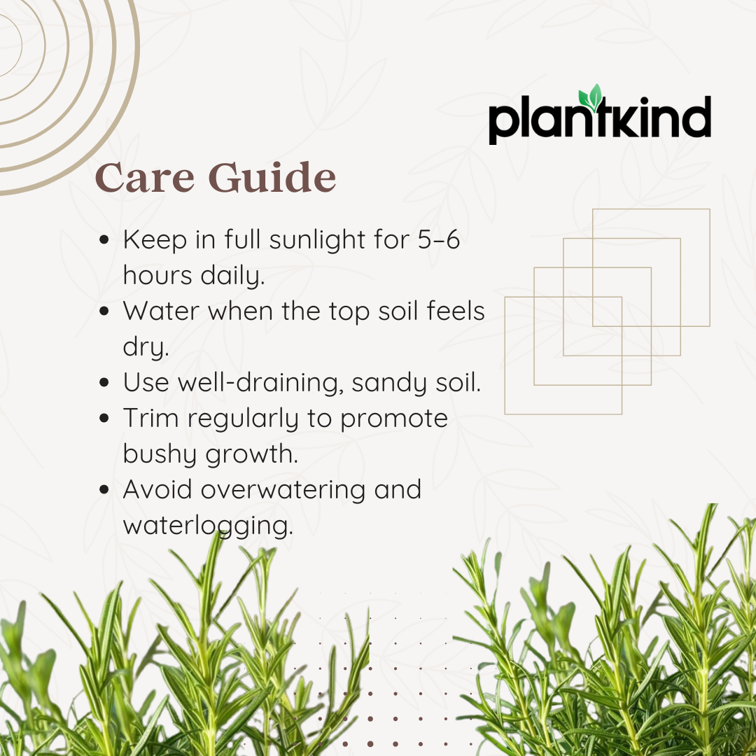 Rosemary Plant | Herb Plant |Medicinal And Aromatic Plant | 1 Live Plant | Small