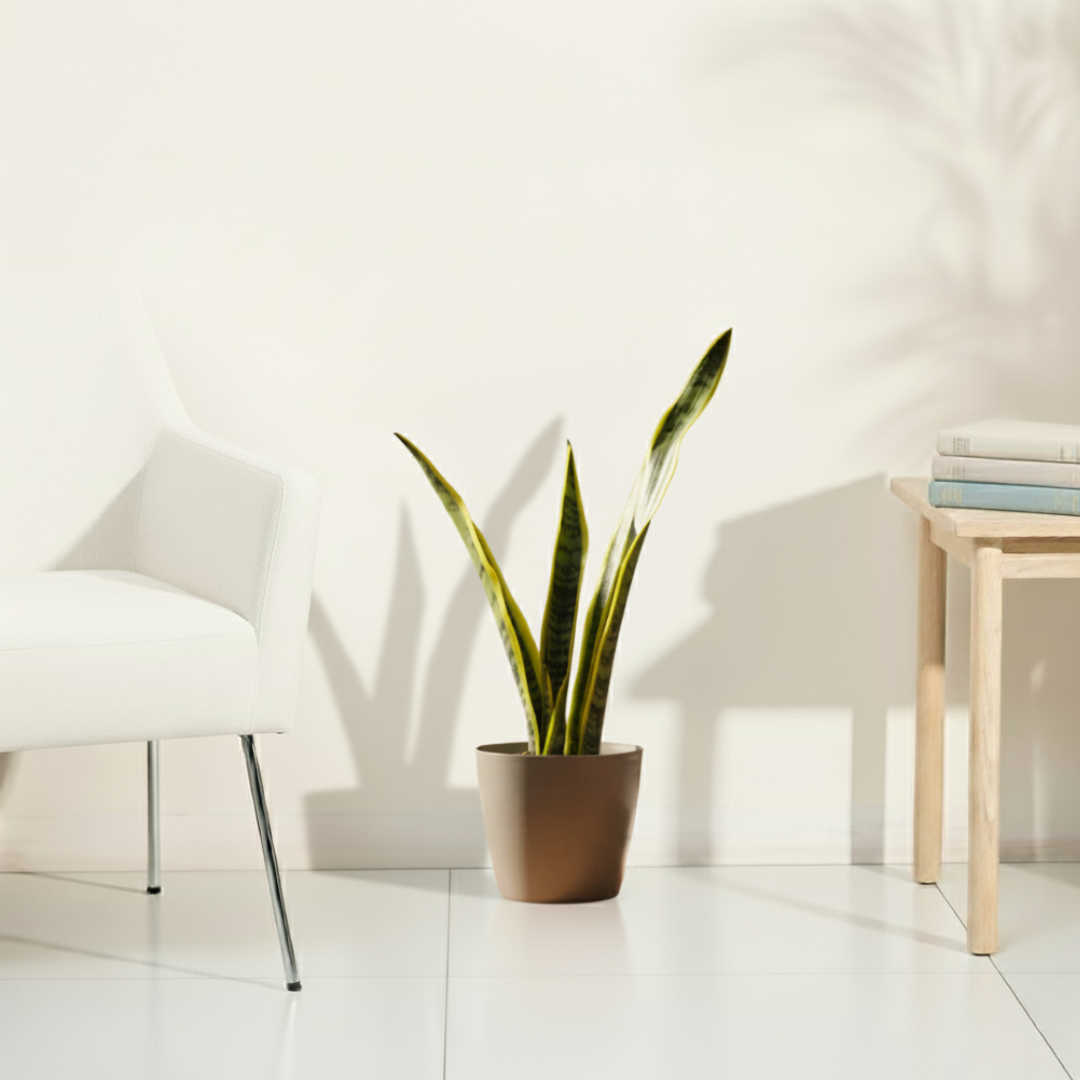 Snake Plant - Futura Superba | Air Purifying Plant | Indoor Plant | 1 Live Plant