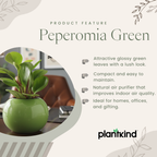 Peperomia Green | Air purifying Plant | Indoor plant | 1 Live Plant | Small