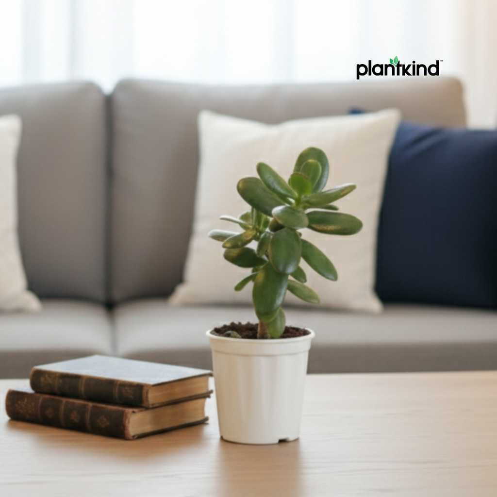 Crassula Ovata Plant | Succulent Plant | Indoor Plant | 1 Live Plant