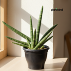 Sansevieria Cylindrica Boncel Plant | Indoor Plant |Air Purifying Plant |  1 Live Plant