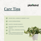 Money Plant N'joy | Indoor Plant | Climbing Plant | 1 Live Plant | Small