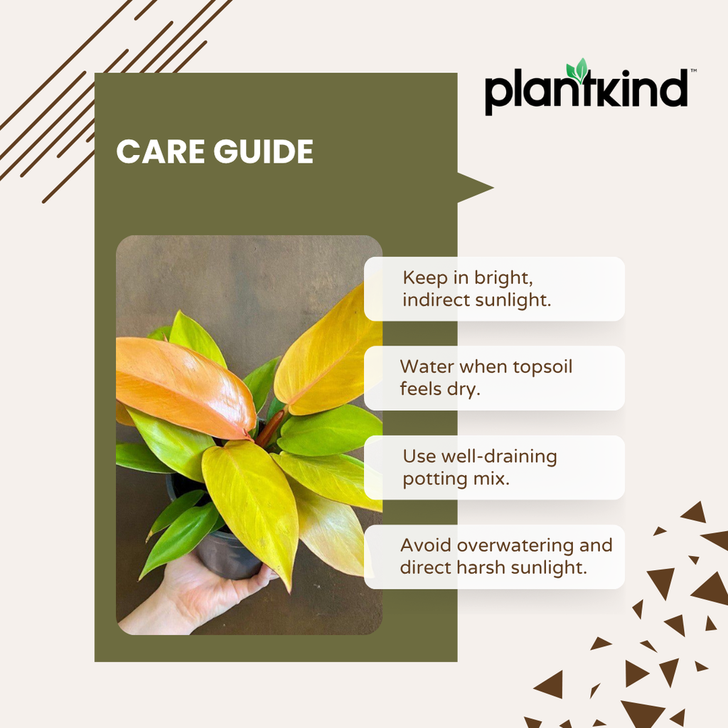 Philodendron Prince of Orange Plant |  Indoor Plant | Ornamental Plant | 1 Live Plant | Medium
