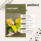 Philodendron Prince of Orange Plant |  Indoor Plant | Ornamental Plant | 1 Live Plant | Medium