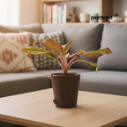 Aglaonema Lipstick Plant| Indoor Plants| 1 Live Plant