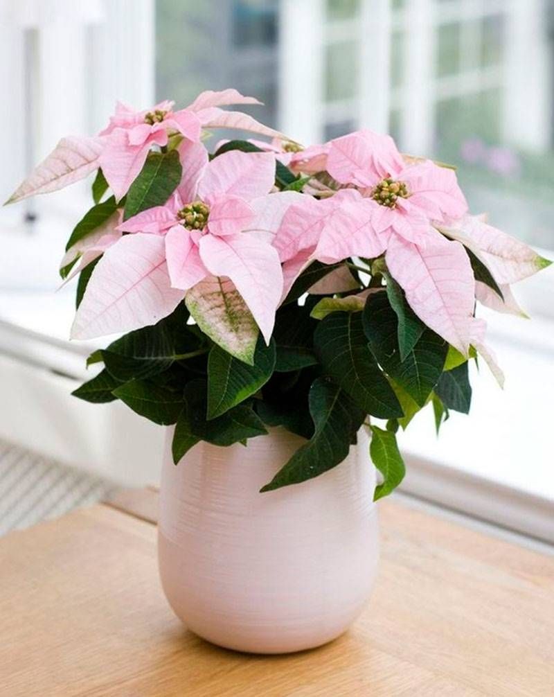 Poinsettia Pink Plant | Flowering Plant |  1 Live Plant