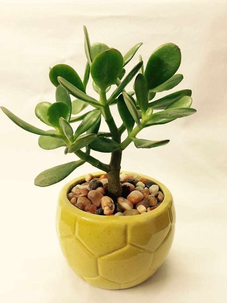 Crassula Ovata Plant | Succulent Plant | Indoor Plant | 1 Live Plant